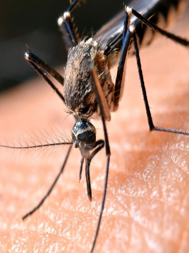 Fact 2024: जानिए मच्छर के मुहँ मे कितने होते है दांत जानकर चौक जाएंगे